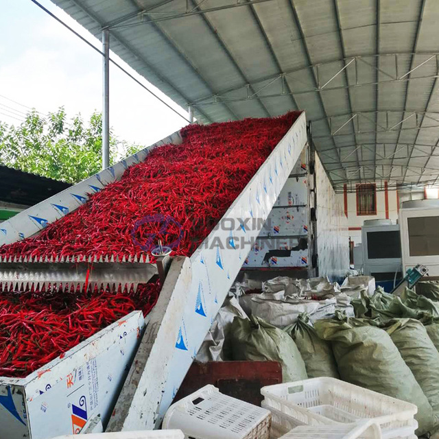 Continuous mesh Belt Dryer pepper frozen red Chili Drying Machine chilli Dehydrator Equipment