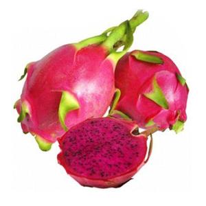 Xi'an Rainbow поставка высококачественного порошка сока стрекозы по низкой цене/свежий органический порошок сока стрекозы - Product Image 3