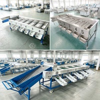 Olijf Knoflook Ui Appel Was- en sorteermachine Sinaasappel Blauwe bes Aardappel Avocado Sorteermachine 5 en sorteermachine voor fruit