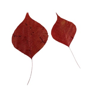 Folhas Naturais Prensadas e Secas de Sapium Vermelho (Folhas de Árvore de Sebo Chinês) para Artesanato em Resina DIY e Decoração - Product Image 5