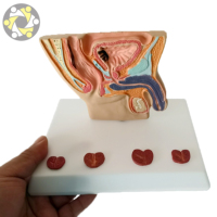Modelo Anatómico de Próstata Masculina para Ciencias Médicas y Biológicas, de PVC Ecológico, Tamaño Real, Certificado ISO, con Logotipo Personalizado