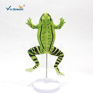 Modelo Anatómico de Disección de Rana de 5 Partes, PVC, Tamaño Real, Ampliado 2 Veces, <span class=keywords><strong>para</strong></span> Enseñanza Veterinaria y Médica, CE ISO ROHS CNAS - Product Image 6