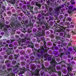 Échinops <span class=keywords><strong>bleu</strong></span> (globe <span class=keywords><strong>bleu</strong></span>) préservé, fleurs séchées bleues naturelles pour mariage, maison, décoration rustique - Product Image 2