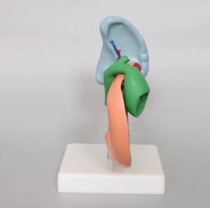 Anatomie Van Het Menselijk Lichaam Model Ziekten Van <span class=keywords><strong>Pancreas</strong></span> Milt Galblaas Anatomisch <span class=keywords><strong>Pancreas</strong></span> Model - Product Image 3