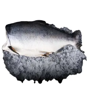 EUROPEAN GRADE WILD CAUGHT GANZE WILD PINK SALMON WO MAN FRISCHE ERNTE ATLANTIC SALMON FISCH KAUFT