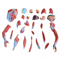Modelo de Anatomía Humana, Figura Muscular Humana, Modelo del Sistema Muscular