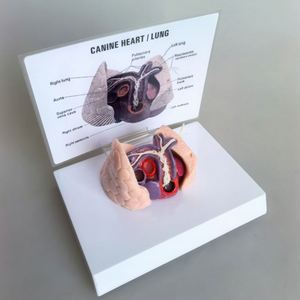 केरीनमेड कैनाइन दिल और फेफड़े के मॉडल कुत्ते हृदय रोग मॉडल - Product Image 6