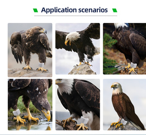 Ahguep thương hiệu chim theo dõi GPS thiết bị 4G với ứng dụng giám sát - Product Image 5