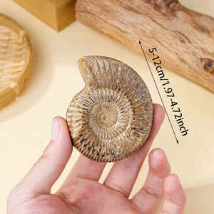 Gros fossile brut naturel grand enseignement ornements spécimens <span class=keywords><strong>Pavlov</strong></span> ammonite conque minerai de conque blanc fossile marin - Product Image 4