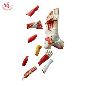 Modelo <span class=keywords><strong>de</strong></span> Anatomía Hierárquica <span class=keywords><strong>de</strong></span> los Músculos del Pie, Modelo <span class=keywords><strong>de</strong></span> Músculo Plantar - Product Image 5