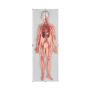 Modèle de mannequin anatomique de circulation sanguine en PVC pour l'enseignement des sciences médicales - Product Image 1