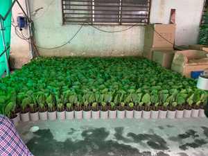 <span class=keywords><strong>ต้น</strong></span>สนบอนไซเทียมขนาด<span class=keywords><strong>เล็ก</strong></span> <span class=keywords><strong>ต้น</strong></span>ไม้ปลอมขนาดจิ๋ว สำหรับตกแต่งบ้านทั้งภายในและภายนอก เหมาะสำหรับงานแต่งงาน งานคริสต์มาส งานปาร์ตี้ <span class=keywords><strong>ต้น</strong></span>ไม้ประดิษฐ์คุณภาพพรีเมียม - Product Image 6