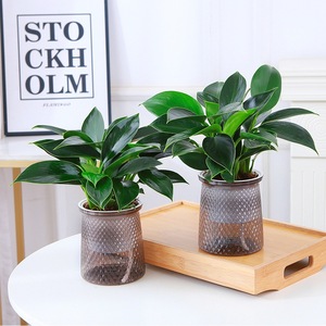 Plante verte à grandes feuilles, Pothos doré, Aglaonema, succulentes <span class=keywords><strong>en</strong></span> <span class=keywords><strong>pot</strong></span>, intérieur, simplicité moderne américaine, hydroponique, purificateur d'air efficace - Product Image 2