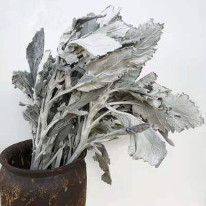 Bán buôn Sliver màu trang trí Hoa Vòng hoa khô bụi Miller & senecio cineraria jacobaea maritima Bạc ragwort - Product Image 5