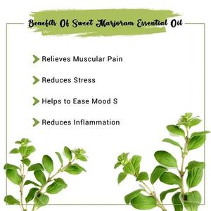 Huile essentielle <span class=keywords><strong>de</strong></span> marjolaine brute certifiée <span class=keywords><strong>Cosmos</strong></span> <span class=keywords><strong>de</strong></span> qualité thérapeutique 100% pure d'Égypte pour l'aromathérapie/le massage/les diffuseurs et le bain - Product Image 3