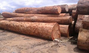 Madera de Azobé Africana Redonda de Alta Resistencia al Desgaste y Alta Densidad, Grado Premium para Exportación, para Puentes, Muelles y Ingeniería Estructural Pesada - Product Image 4