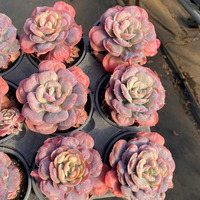 Succulente Variée Ultra Rara, Spécies Unique, Décoration de Luxe pour la Maison, Choix du Collectionneur, Ornement Artistique de Boutique
