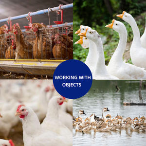 アヒルの急速な成長と体重増加ミートダックブースター家禽飼料添加物ミートダックブースターリジンDL - Product Image 6