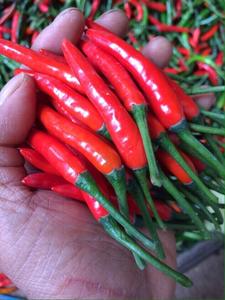 สินค้าขายดี!! พริกแดงสดเวียดนาม ปี 2023 ราคาแข่งขัน คุณภาพสูง มาตรฐานส่งออก ขายโดย VIETSEAFARM ธรรมชาติ 100% - Product Image 2