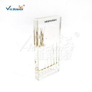 Materiales Didácticos de Resina con Muestra del Proceso de Germinación del Arroz VIC2609 - Product Image 4