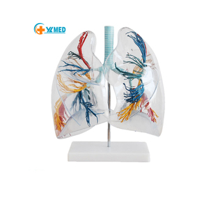 解剖学的シミュレーター人間の肺モデル教育シミュレーター2回透明な肺セグメント肺ブロンチアルツリー教育モデル - Product Image 1
