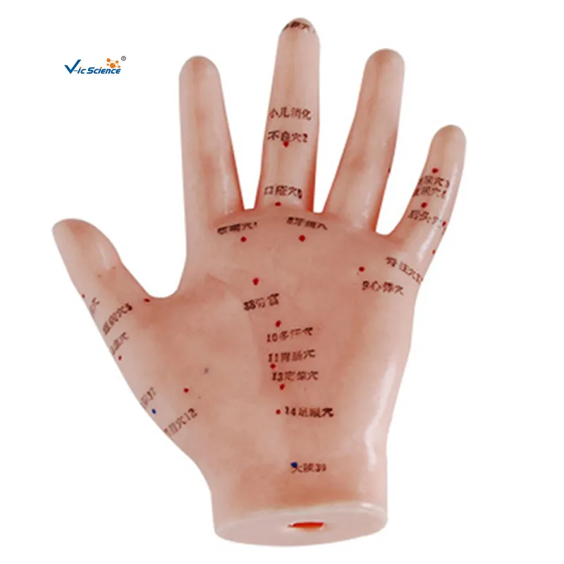 Teaching Equipment Medicine Teaching Model 13CM Hand Acupuncture Model