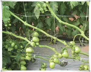 Ustomizable Heavy Duty Trelis etetting ucutumber rerelis et grgricultura oluolutions rerelis upupport Netting para tomato Umber tomato