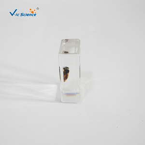 Especímen de Abeja Encapsulado en Resina, Estructura Corporal Completa de Insecto para la Enseñanza y Observación de Biología, CE/ISO/ROHS/CNAS - Product Image 5