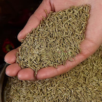 Vente en gros de poudre de cumin vert de haute qualité, épices en vrac