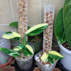 Poteau en plastique empilable pour plantes grimpantes, bâtons de soutien pour Monstera, Pothos, blanc/noir, 29,8 cm/35 cm/40 cm/58 cm - Product Image 4