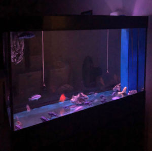 <span class=keywords><strong>Lampe</strong></span> <span class=keywords><strong>LED</strong></span> RGB, lumière pour <span class=keywords><strong>Aquarium</strong></span> 30CM, 60CM, 90CM, <span class=keywords><strong>120CM</strong></span> - Product Image 5