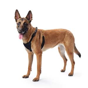 Yuppie Puppy Nylon Mesh Arnés para perros sin tirones, negro, M (14 "a 20" Tamaño del pecho) - Product Image 4