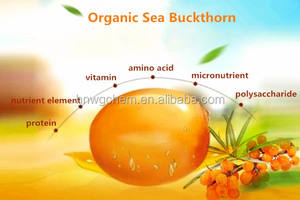 عصير توت البحر العضوي المركز، مستخلص فاكهة غني بالأحماض الأمينية والفلافونات والفيتامينات، معبأ بتفريغ الهواء في براميل - Product Image 5