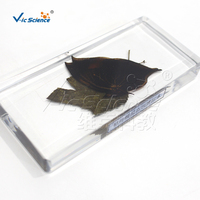 Échantillon transparent de papillon mimique de feuille morte Plastomount, spécimen de Lépidoptère pour la recherche en laboratoire d'entomologie ISO/ROHS/CNAS