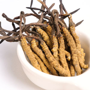 السائبة الطازجة المجففة كورديسيبين شيتاكي mycelium كامل teins كورديسيبس سينينسيس الفطر كورديسيبس فطر فطر militaris الفطريات - Product Image 5