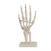 BIG BANG SCIENCE Modelo de Mano Humana Artificial de Tamaño Real, Modelo Anatómico de Esqueleto de Mano de PVC, Modelo de Enseñanza M009, Ciencias Médicas