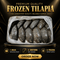 Tilapia entière congelée, emballée sous vide, pour la restauration