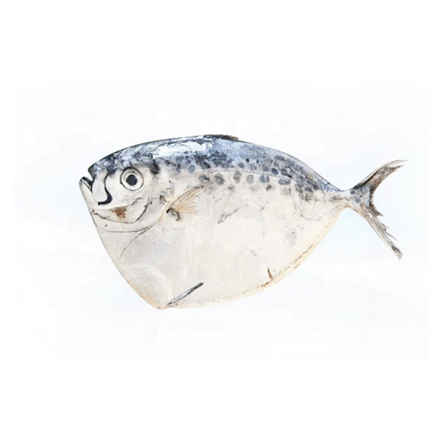 Export Seafood Frozen Moonfish Opah Fish Whole Round Wild Caught Iqf Bqf Bulk