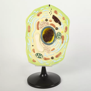 Aparato de enseñanza de biología simulan animales reales y célula vegetal, modelo de seda y meirosis - Product Image 4