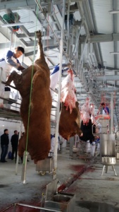Crochets suspendus en acier inoxydable pour abattoir de bovins musulmans, équipement d'abattage de taureaux, abattage facile du bœuf - Product Image 3