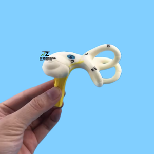 Modèle d'anatomie en PVC pour la science médicale : Oreille interne humaine, cochlée et canal semi-circulaire, <span class=keywords><strong>squelette</strong></span> pour l'enseignement et la formation - Product Image 1