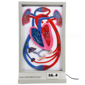 Modèle de rythme cardiaque et de circulation sanguine : Équipement d'expérimentation biologique à démonstration dynamique, instruments pédagogiques, et - Product Image 1