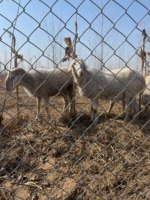 Galvanizli Tel Örgü Çit, Çiftlik İzolasyonu, Açık Hava Futbol Sahası, Tavşanlar, Evcil Hayvanlar, Köpekler, Sebze Bahçesi Koruma Çiti