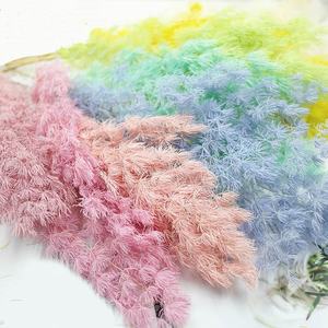 Fiori Decorativi Preservati Asparagus Myriocladus Fiori Secchi Felce Ming - Product Image 3