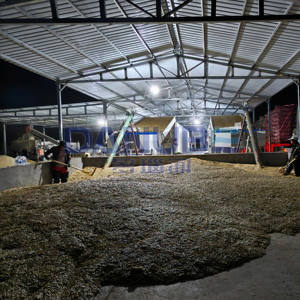 Séchoir à graines de tournesol à bande transporteuse à économie d'énergie, équipement de déshydratation des graines de tournesol, machine de séchage des noix - Product Image 4