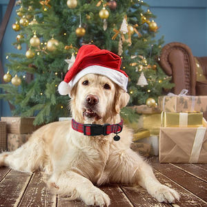 <span class=keywords><strong>Collar</strong></span> de Galgo, accesorios para perros, <span class=keywords><strong>Collar</strong></span> de perro de Navidad de Papá Noel verde, tela suave duradera, <span class=keywords><strong>collar</strong></span> bonito para cachorros, <span class=keywords><strong>Collar</strong></span> para mascotas - Product Image 5