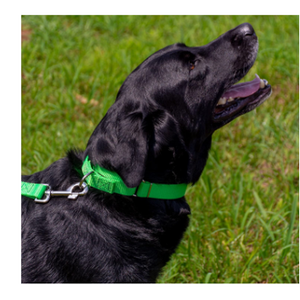 Kingtale-Collar de perro martingala de nailon personalizado OEM para mascotas - Product Image 6