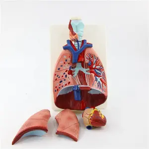 Hot Sale Human Anatomical Medical Larynx Heart And Lung Model Larynx Exercise Model