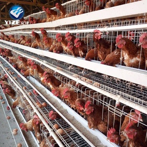 Cage à poulets à batterie, fournitures d'élevage avicole, enclos et poulaillers, <span class=keywords><strong>prix</strong></span> d'usine - Product Image 3