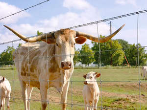 Cercas Perimetrales para Ganado, Tejidas, Galvanizadas por Inmersión en Caliente, Duraderas, con Protección Antioxidante para Ganado, Ciervos y Roedores - Product Image 3